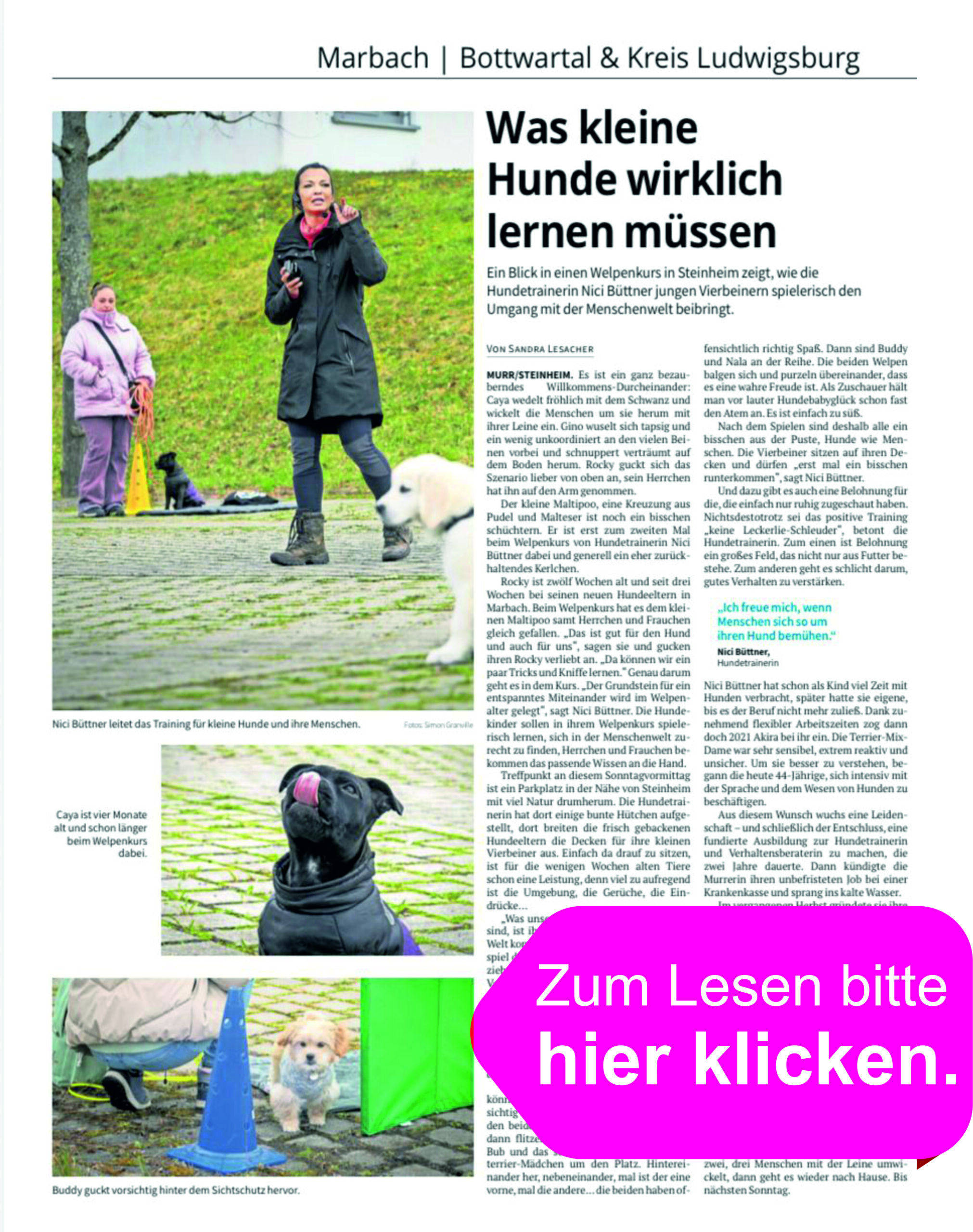 ÜBER MICH Artikel Marbach Bottwartal & Kreis Ludwigsburg - Was kleine Hunde wirklich lernen müssen