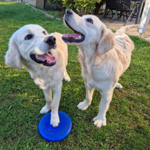 Nicis Hundeschule - Nicole Büttner Jundhunde